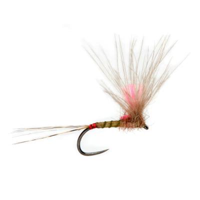 Juglaret's Red Flash Mayfly Imago