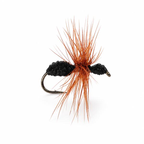 Fourmi Noire Marron