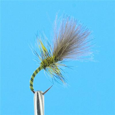 Emerg Olive Quill CDC