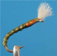 Chiro Olive Longue Hampe