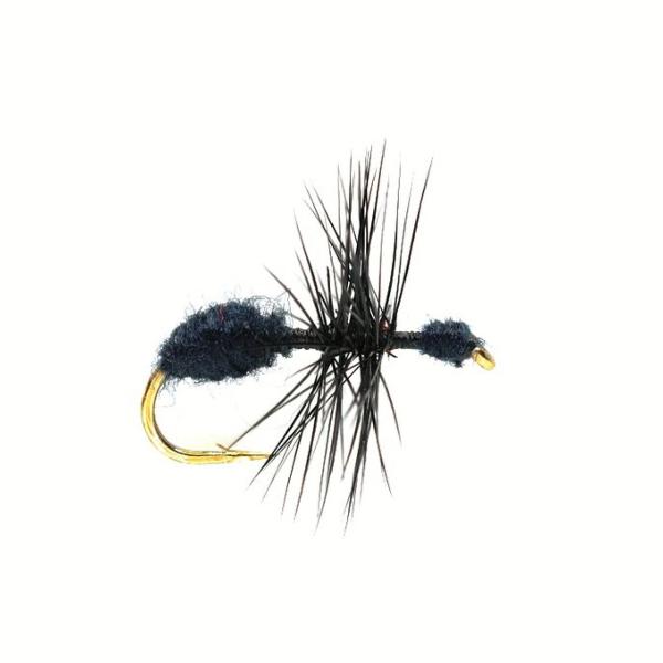 Ant Black
