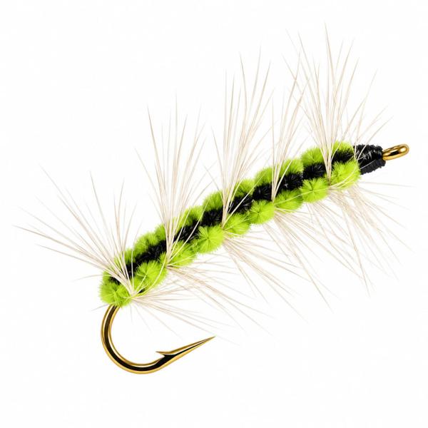 La chenille Olive-Noire