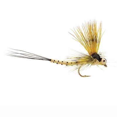 Mohican Mayfly