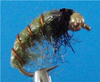 Gammare Caddis