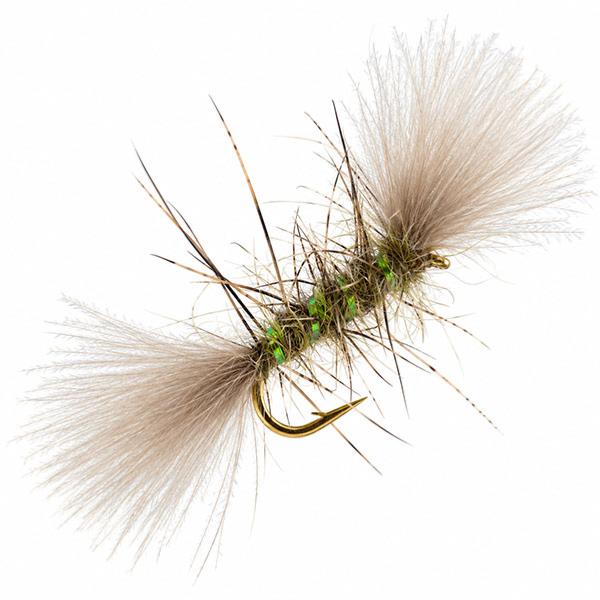 Shipman's Lièvre CDC