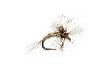 Lewis' Cripple Midge