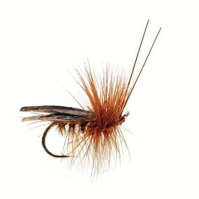 Sedge Saville Super Dark Brown