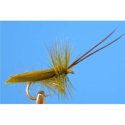Trichoptère Olive