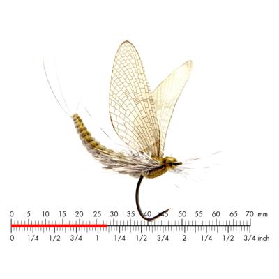 Mouche De Mai Grise Olive 1
