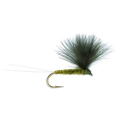 V Wing Olive