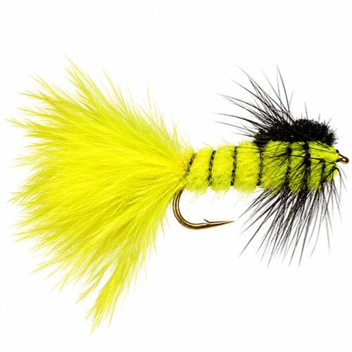 Montana Wasp
