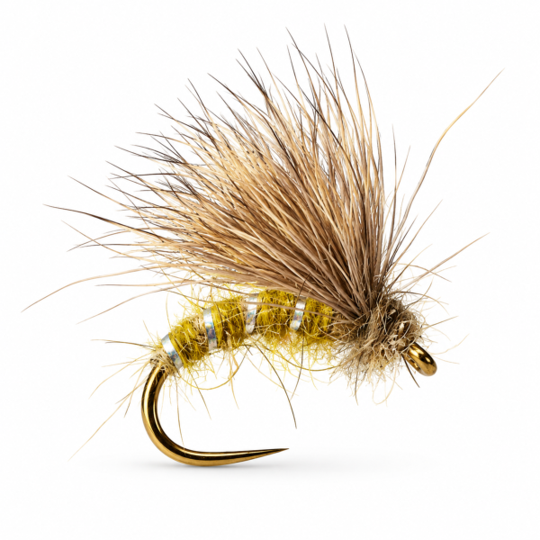 Sedge Olive Emergent