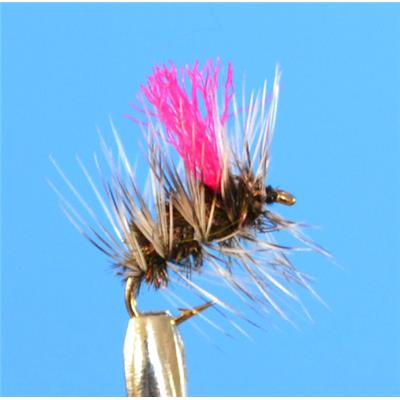 Le Griffitht's Gnat Indicateur
