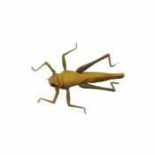 Hopper Brown