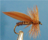 Sedge Faisan