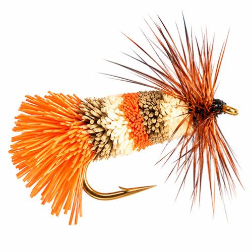 Goddard Tricolor