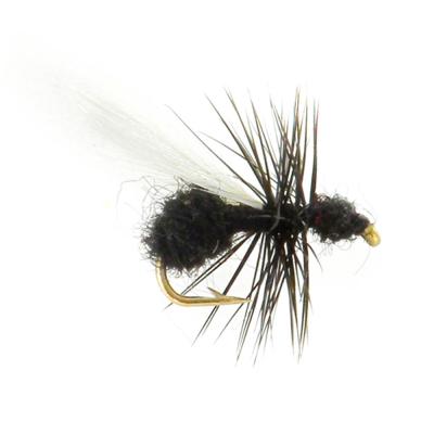Fourmi Ailée Noire