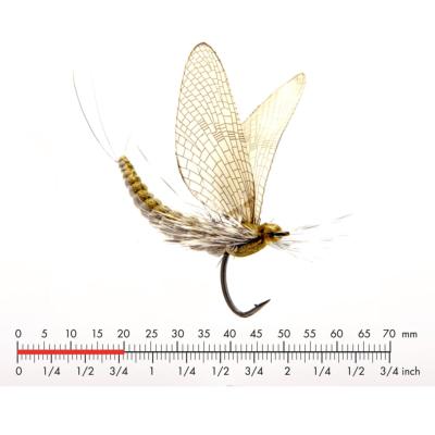 Mouche De Mai Grise Olive 2
