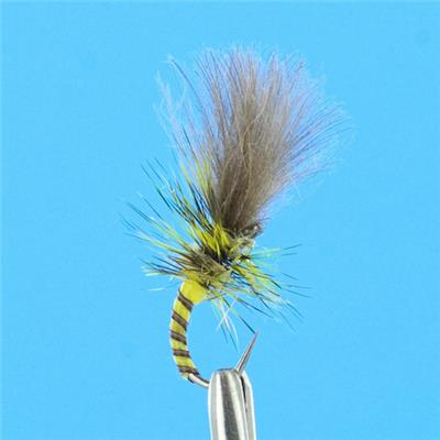 Emerg Jaune Olive Quill CDC