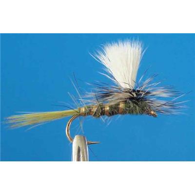 Oreille Lièvre Para Olive