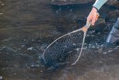 Nomad YAMPA Hand Net 2.0