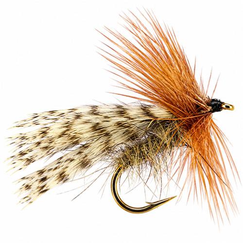 Sedge Coup Du Soir 1