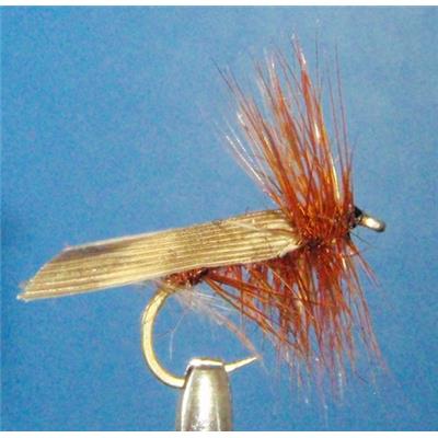 Sedge Coup Du Soir 2