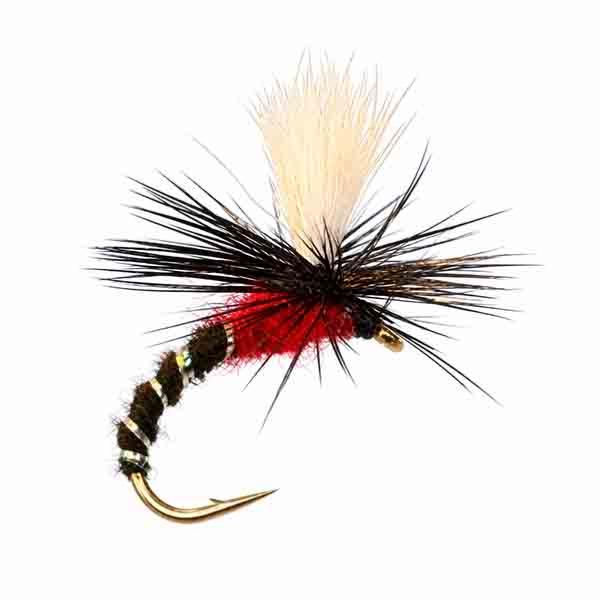 Para Chiro Black