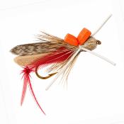 Sauterelle Pattes Rouges