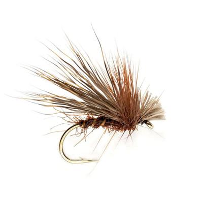 Chocolate Drop Sedge