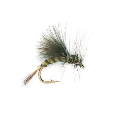 Emerger Olive