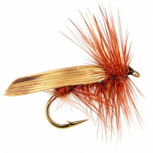 Sedge Coup Du Soir 2